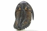 Flying Hollardops Trilobite - Rock Removed From Under Shell #311502-6